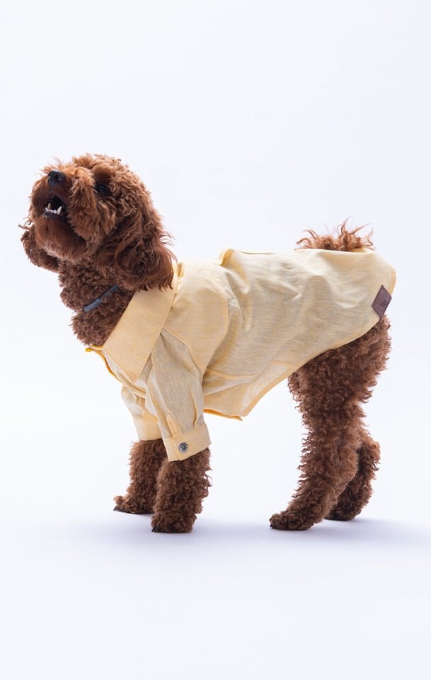 Küçük Irk Sarı Keten Gömlek