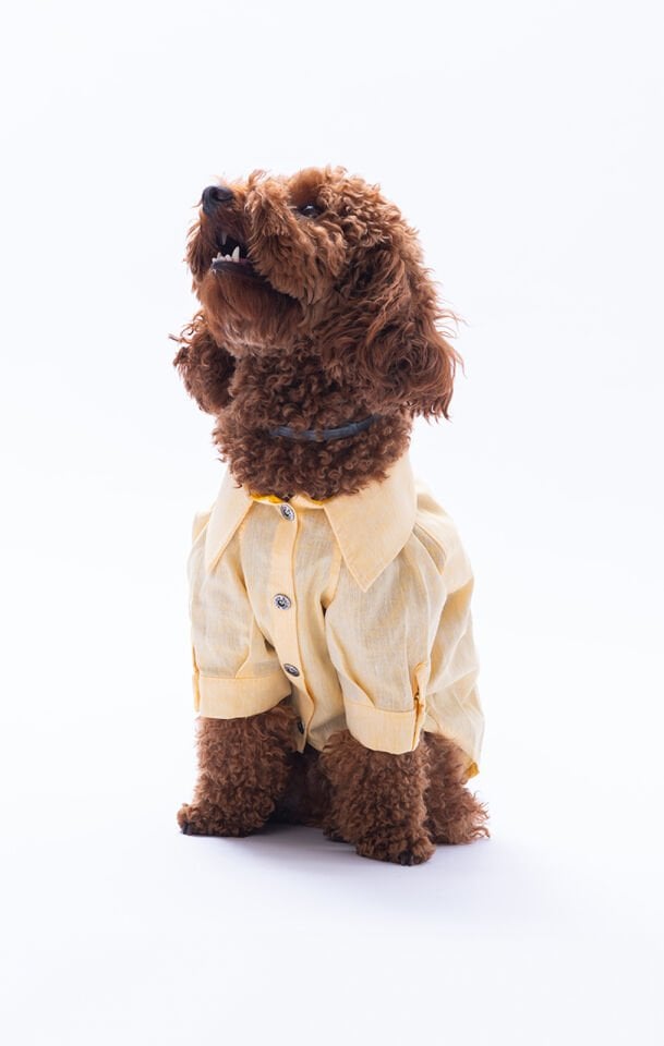 Küçük Irk Sarı Keten Gömlek