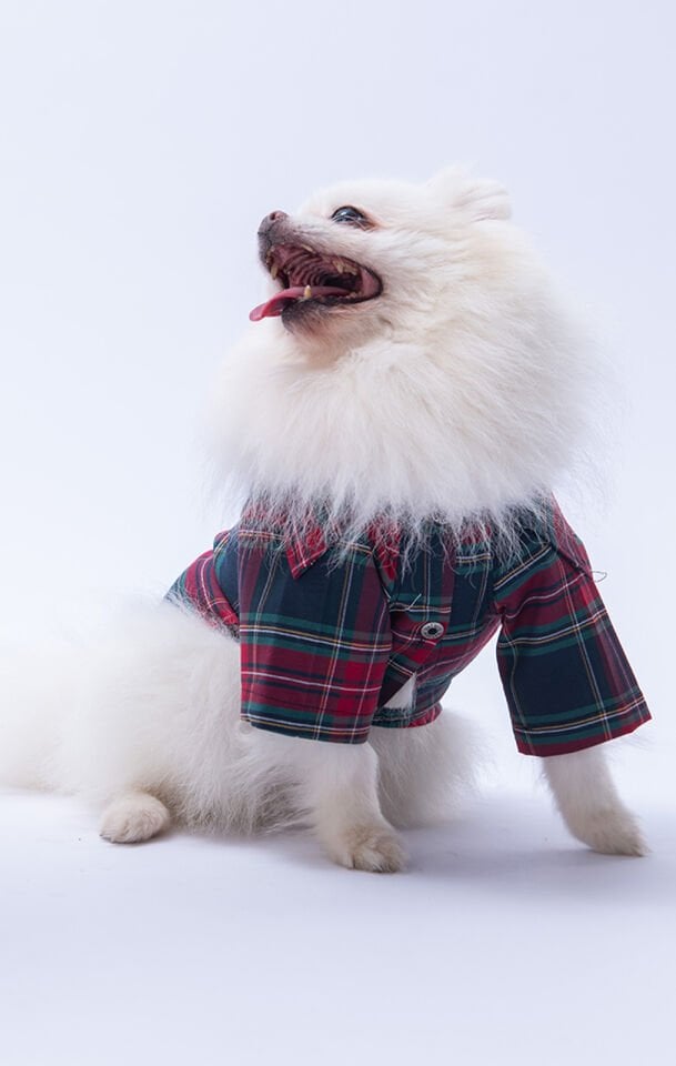 Küçük Irk Kareli Kırmızı Keten Gömlek