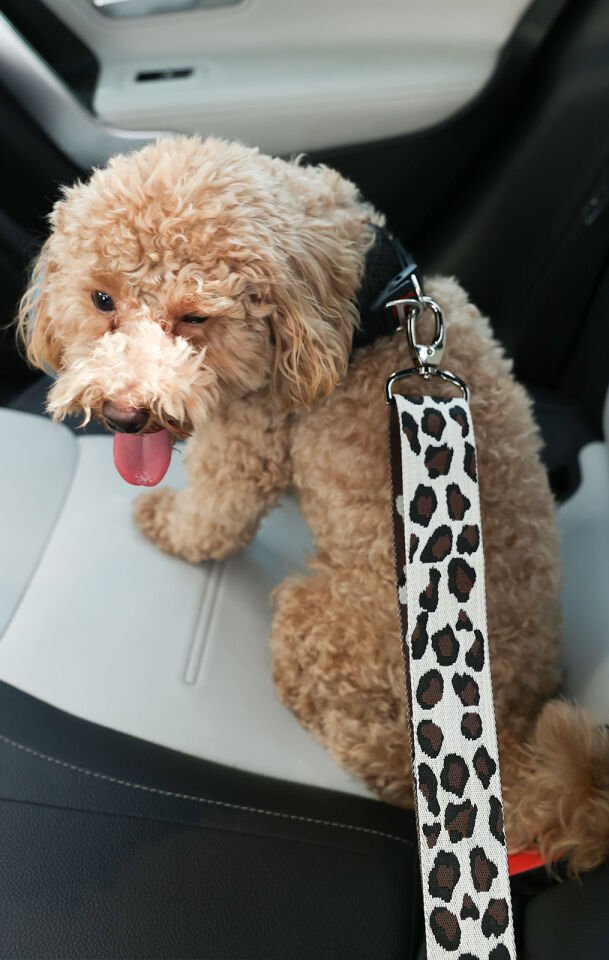 Siyah Beyaz Leopar Desenli Evcil Hayvan Araba Emniyet Kemeri