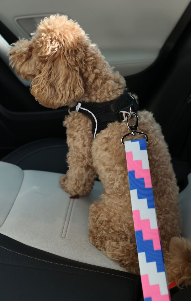 Renkli Lego Desenli Evcil Hayvan Araba Emniyet Kemeri