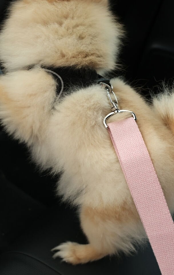 Pudra Evcil Hayvan Araba Emniyet Kemeri