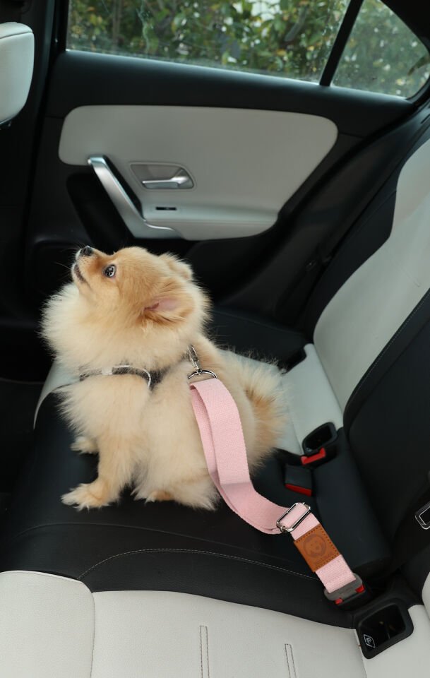 Pudra Evcil Hayvan Araba Emniyet Kemeri