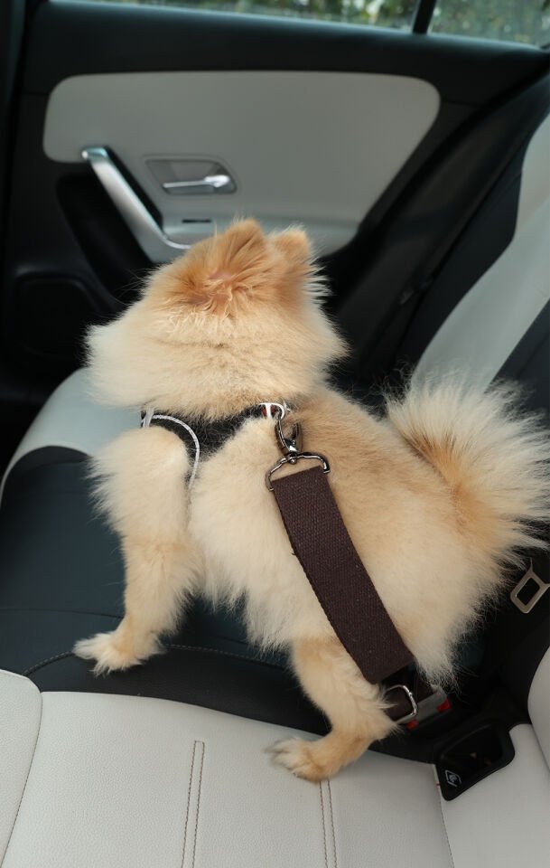 Haki Evcil Hayvan Araba Emniyet Kemeri