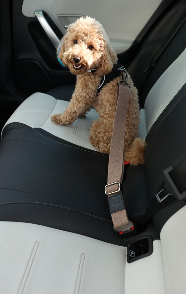 Kahve Evcil Hayvan Araba Emniyet Kemeri