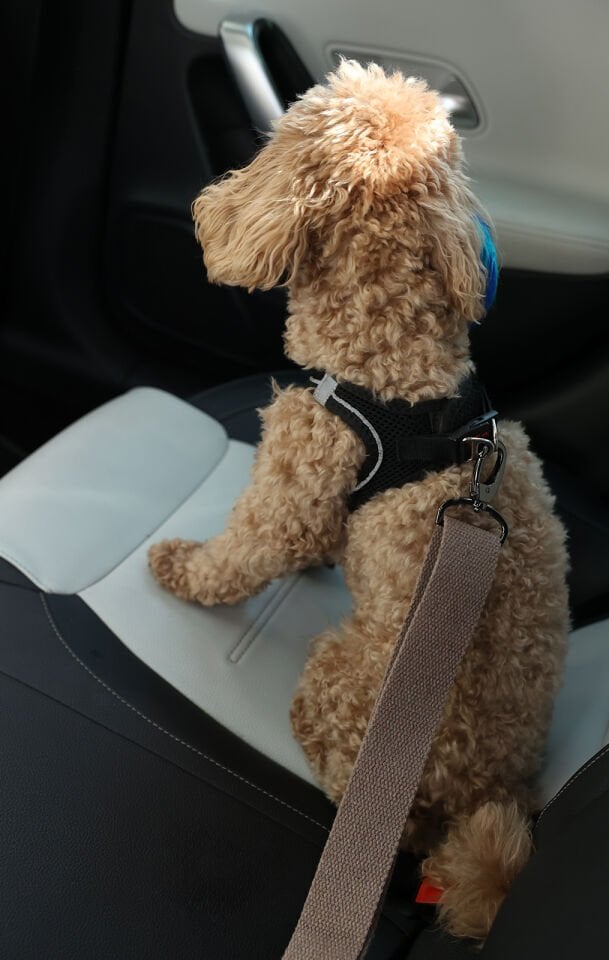 Kahve Evcil Hayvan Araba Emniyet Kemeri