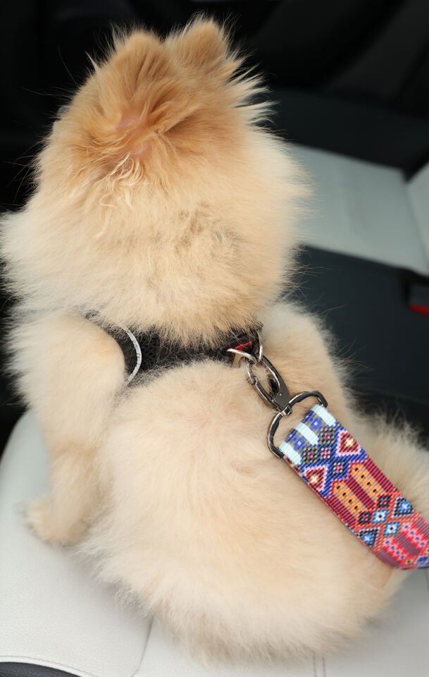 Etnik Desenli Evcil Hayvan Araba Emniyet Kemeri