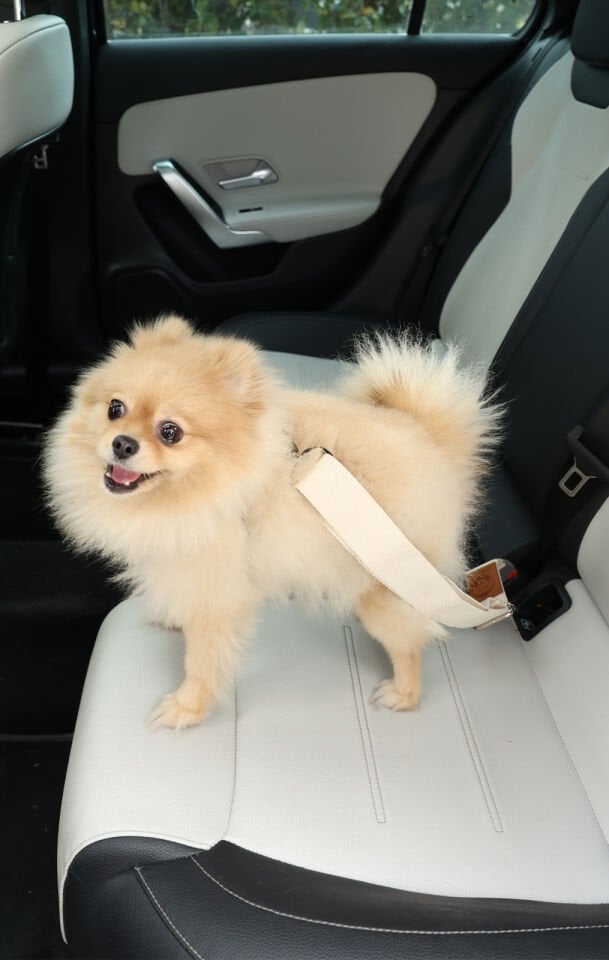 Krem Evcil Hayvan Araba Emniyet Kemeri