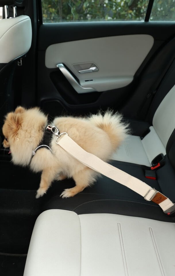 Krem Evcil Hayvan Araba Emniyet Kemeri