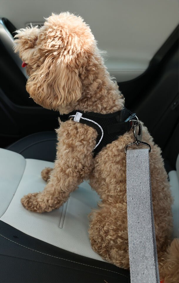 Gri Evcil Hayvan Araba Emniyet Kemeri