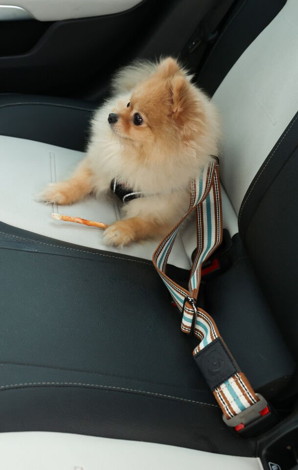 Renkli Çizgi Desenli Evcil Hayvan Araba Emniyet Kemeri