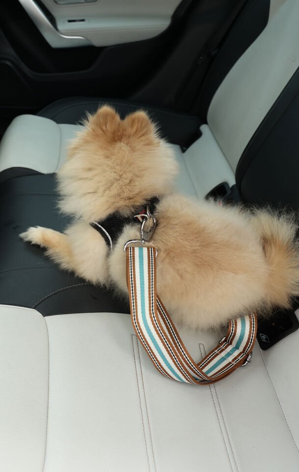 Renkli Çizgi Desenli Evcil Hayvan Araba Emniyet Kemeri